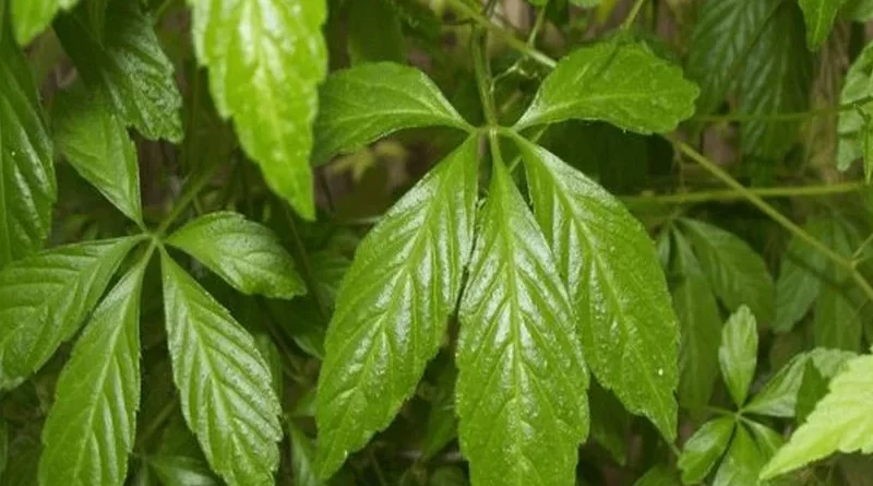 Cách uống nước đỗ đen giảm cân